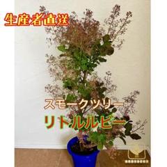 【本日特価】 スモークツリー リトルルビー 7号鉢 シンボルツリー ドライ 落葉樹