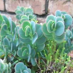 【人気】お花みたいで可愛い❤️マルニエリアナ❤️カット苗❤️多肉植物