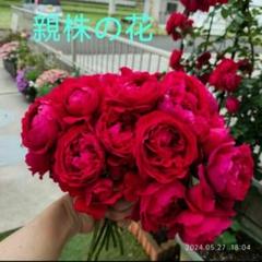 ワンコページ 薔薇フローンティーナ 抜き苗 5本 ワンコ様 専用ページ 薔薇フローンティーナ 抜き苗 5本 - メルカリ