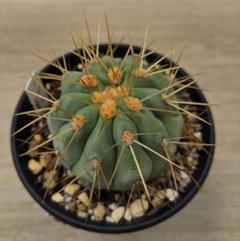2025年最新】copiapoaの人気アイテム - メルカリ