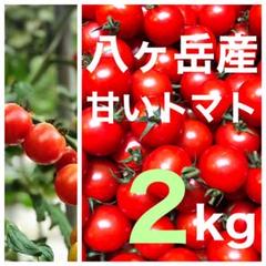 長野県 産 ミニトマト八ヶ岳(長野県) 産 ミニトマト 約2kg 味が濃い