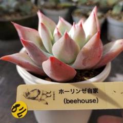 57多肉　バニラココ（F2）beehouse苗　自家受粉　ポットでメルカリ便 2025年最新】beehouse多肉の人気アイテム - メルカリ