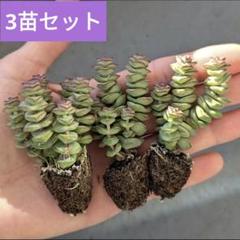 す*️様 C667×24株 数珠星 銭串錦 土鉢付き 多肉植物 エケベリア サボ 銭串錦の葉挿しっ子！ | Mダックスちょこの日常