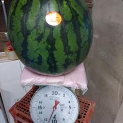 スイカサマー すいか スイカ 千葉県成田産 丸駒出荷組合 神山さんのサマー