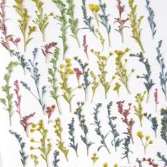 【訳あり】押し花素材： ソリダコ 着色（ 647 押花 レジン 花材 ネイル ）