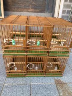 鳥籠　メジロ　大会用 鳥籠メジロ大会用