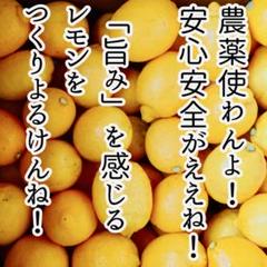 農薬不使用のレモン 10kg箱（アレンユーレカ）【愛媛の農家直送