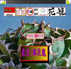 2025年最新】麻花龍の人気アイテム - メルカリ