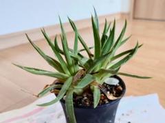 アガベ 姫乱れ雪 黄中斑 極上 鉢植えのまま発送