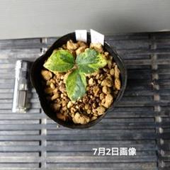 2025年最新】ヤマシャクヤク 斑入りの人気アイテム - メルカリ