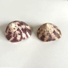 タカセ貝　サラサバテイ　飾り物　　インテリア　アクセサリー　オブジェ