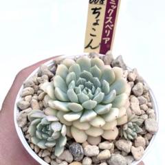 おらいさん.＊札のみ.11種セット.＊ おらいさん苗、手書きの札。 | みどりあお 多肉植物 とかとか