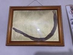 蛇の抜け殻　金背景　額縁