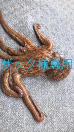 捕れたて地蛸。浜茹で1匹丸ごと(1750g)