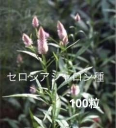 セロシアシャロンの種　100粒のサムネイル