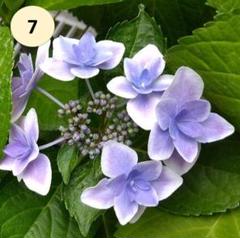 来年育成用アジサイ5種♡メルカリ便 来年育成用アジサイ5種♡メルカリ便 - メルカリ