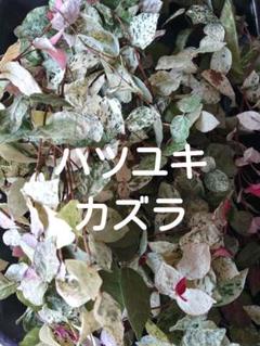 ドライ＊ハツユキカズラのサムネイル