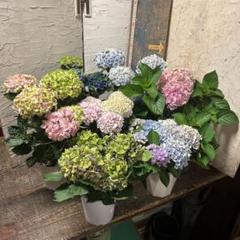 アジサイ　2種7鉢 紫陽花 アジサイ 5寸7種7鉢 紫陽花 - メルカリ