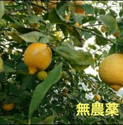 レモン 農薬不使用 匿名配送 国産のサムネイル