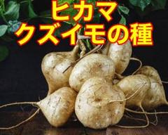 ベトナムのヒカマ.クズイモ. ヤムビーン YamBeanの種 35粒