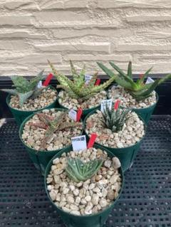 2025年最新】aloe hybridの人気アイテム - メルカリ