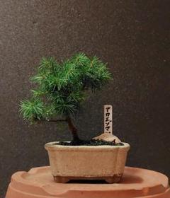 赤蝦夷松　寄せ植え用素材に成ります　10本立て 赤蝦夷松 寄せ植え用素材に成ります 10本立て 盆栽