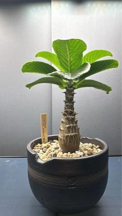 N/OH 鉢 中古鉢 CATEGORY N/OH | PORTOLANO