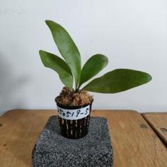ゲリラ値下げ大株ビカクシダ ウィリンキーwild eastjava コルク付