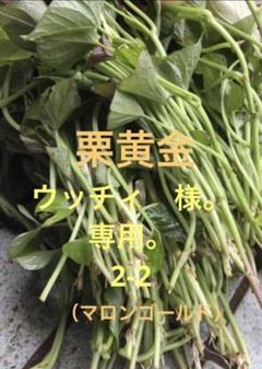 My 様。専用。栗黄金（マロンゴールド）苗100本。 Amazon.co.jp: 栗黄金（マロンゴールド）苗20本に なります