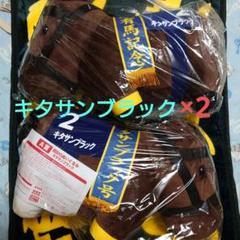 DMMスクラッチ サラブレッドコレクション 超BIGぬいぐるみ