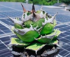 チタノタ 巌竜 緑犀牛 MW】緑犀牛 巌竜 チタノタ 縦割り子株 agave オテロイ アガベ