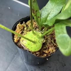 【メルカリ便で発送】レカノプテリス ミラビリス② メルカリ便で発送】レカノプテリス ミラビリス② - メルカリ