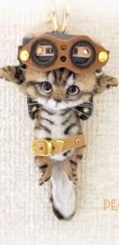 豆猫アーティスト様