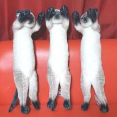 たっちぃZOO にゃんこ 自立ぬいぐるみ シャム猫 ３匹セット 新品タグ付き m25605622794_1.jpg?1651482319