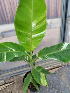 Kluai Namwa Mali-ong Variegated バナナ苗 Kluai Namwa Mali-ong Variegated バナナ苗 - メルカリ