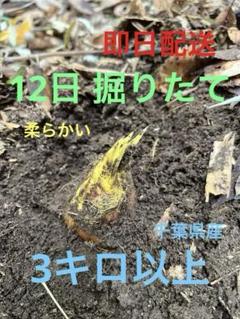 2025年最新】千葉県 たけのこの人気アイテム - メルカリ