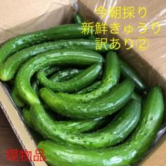 農家直送新鮮野菜キュウリ即購入OKきゅうり胡瓜