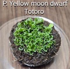 2025年最新】willinckii yellow moonの人気アイテム - メルカリ