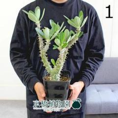 むっちり多頭 パキポディウム デンシフローラム 鉢ごとメルカリ便発送 ③④パキポディウム デンシフローラム - メルカリ