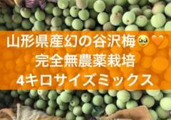 完全無農薬　山形県産　谷沢梅　完熟梅10.キロ　朝採り配送　梅干し　梅ジャム作り 数量限定】山形県産 幻の谷沢梅 木上完熟梅1キロ 完全無農薬 朝