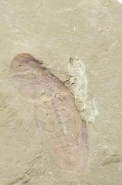※極めてレア ナラオイア（Naraoia spinosa）カンブリア爆発 化石 極めてレア ナラオイア（Naraoia spinosa）カンブリア爆発 化石