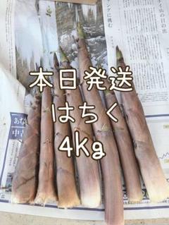 2025年最新】破竹 ハチクの人気アイテム - メルカリ