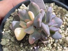 専用　ブロリー錦　サル錦　希少　血斑品種　発根済み　多肉植物　輸入苗 多肉植物 赤霞錦 大苗 | るる農園~多肉植物専門