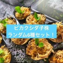 ビカクシダ胞子培養子株 ランダム6種お得セットのサムネイル