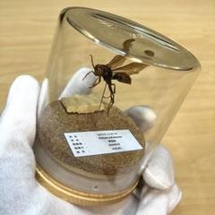 ハチの標本 黒と黄色 約15cm 2025年最新】ハチの人気アイテム - メルカリ