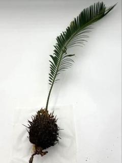 ソテツ　蘇轍　子株付き ソテツ 蘇轍 子株付き