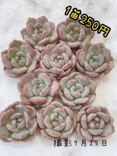 多肉植物　摘心株　❁︎アリエル錦　抜き苗　エルメス錦　ブラックローズ錦 Yahoo!オークション - ブロンズ姫錦(3potセット)(根付き.抜き苗