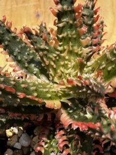 アロエ ハイブリッド Aloe hybrid JU8第四種 - メルカリ