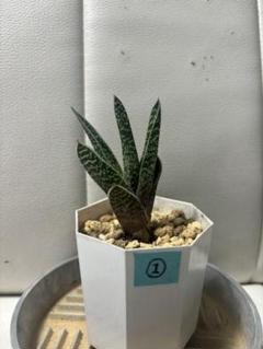 多肉植物 ハオルチア 月影 鉢のまま - メルカリ