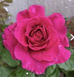 初心者向け薔薇の中古 未使用品 メルカリ